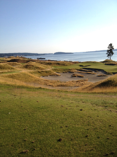 Chambers Bay Tree by DC Tucker